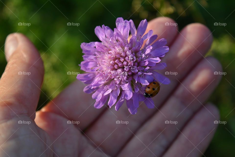 ladybug 🐞 on a flower and female hand close up