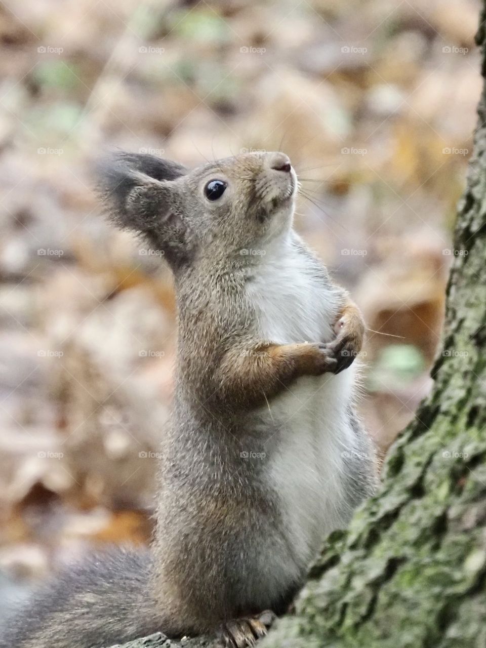 Squirrel