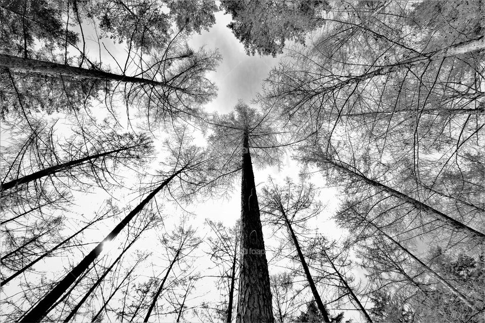 frog perspective wide angle black and white image with high trees in a forest almost touching each other