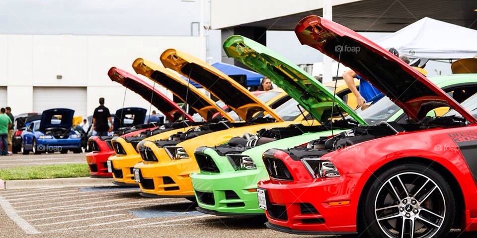 Mustangs 