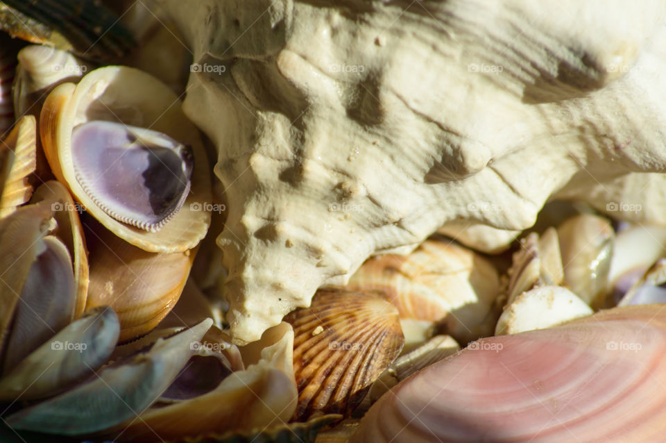 White conch shell and mixed Seashells in sunlight background conceptual tranquil photography self care and healing 