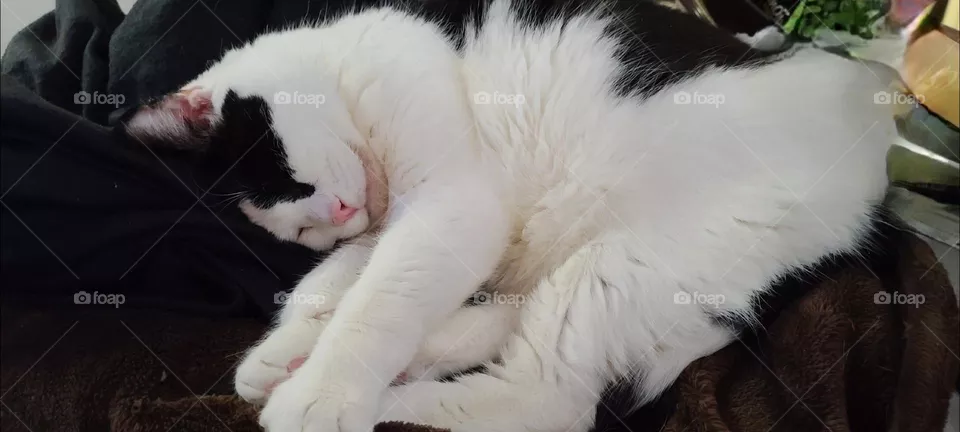 cute kitty