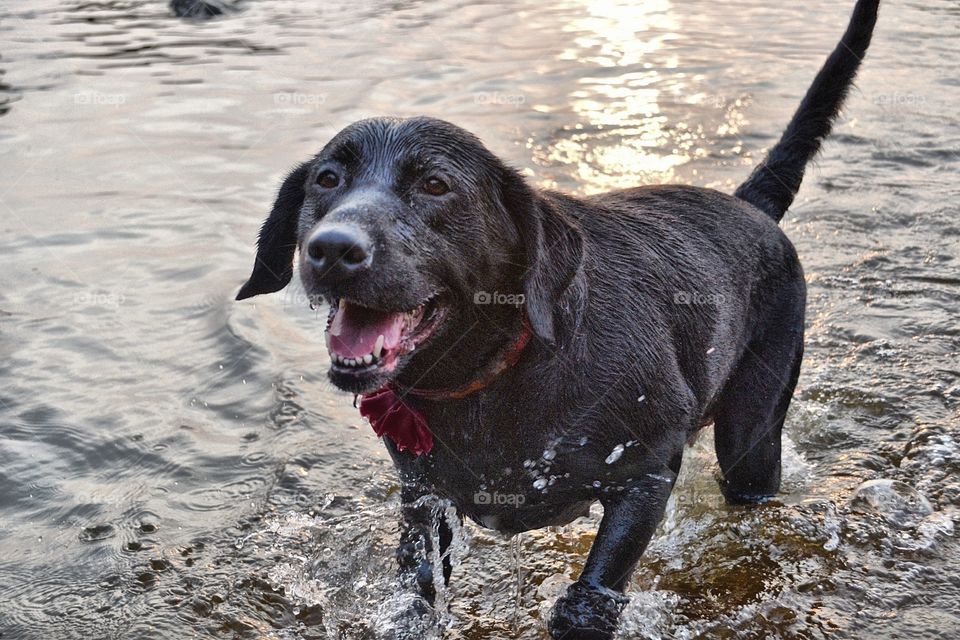 Black Labrador Retriever lake. Black Labrador Retriever Dog at lake