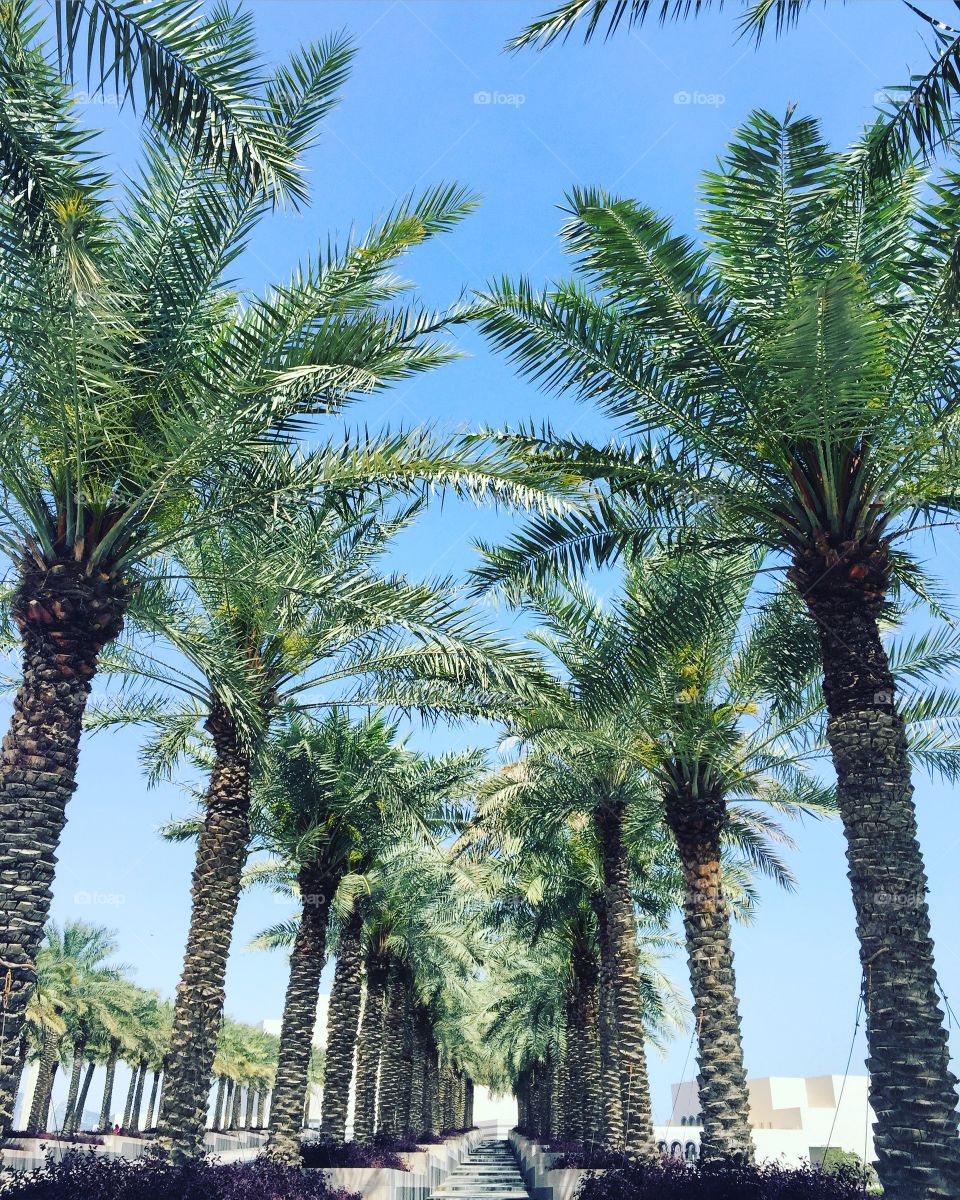 Palm trees growing in a row