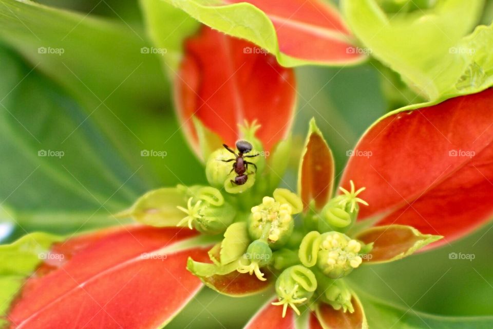 Ant on a Flower