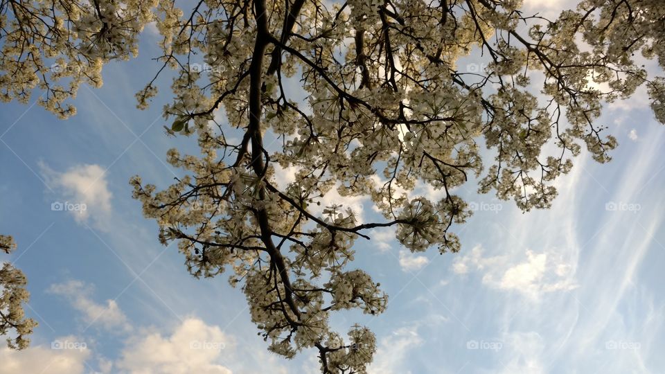 Tree, Branch, Nature, Landscape, Sky