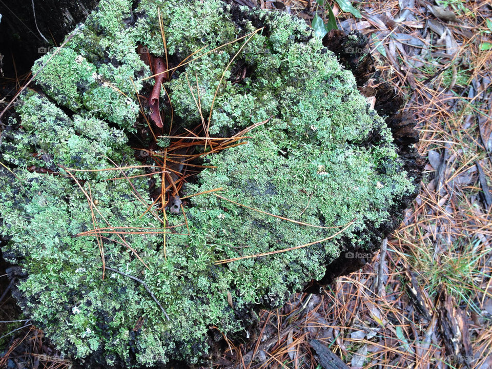 green daylight moss bark by splicanka