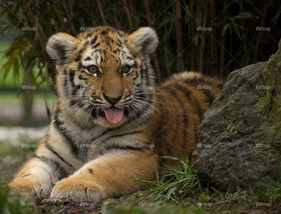 Cat, Tiger, Wildlife, Mammal, Predator