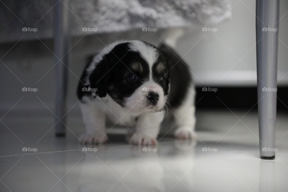 Puppy learning to walk