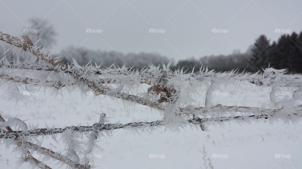 fenceline frost