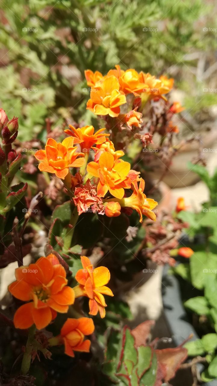 new flowers