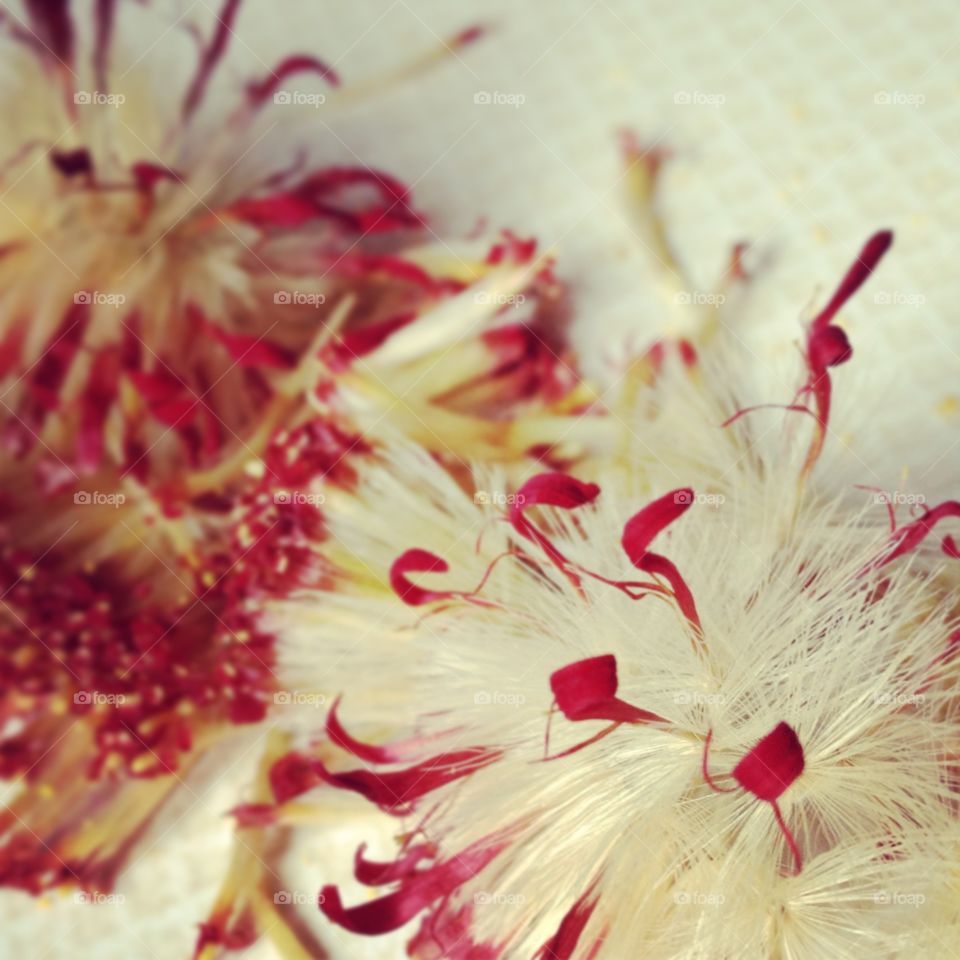 Gerbera . Gerbera daisy dump