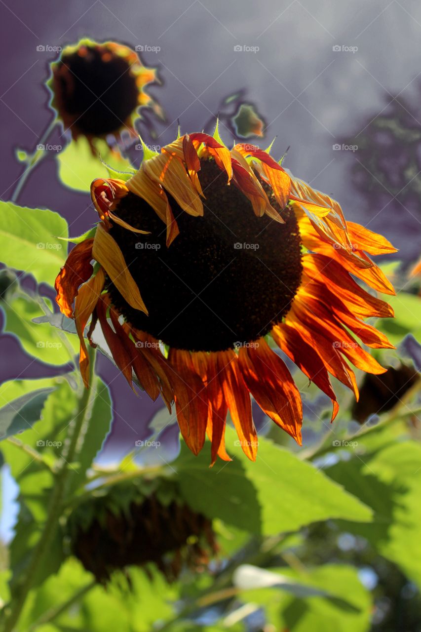 Purple hazed sunflower