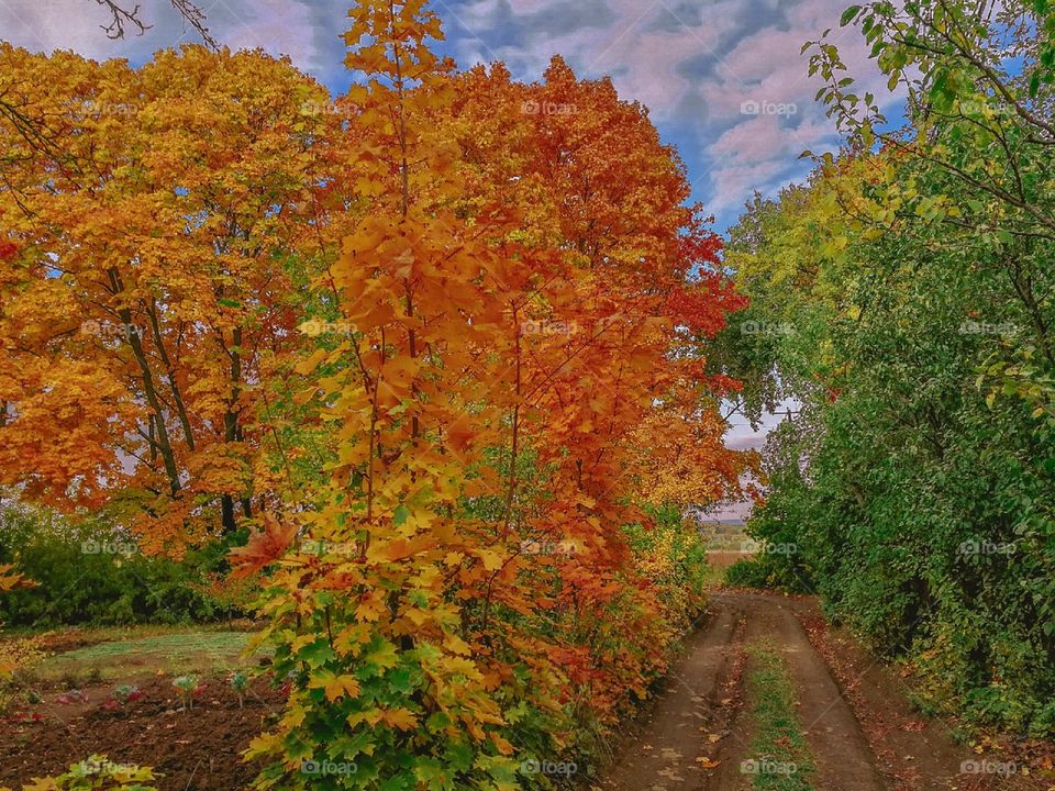 Autumn forest