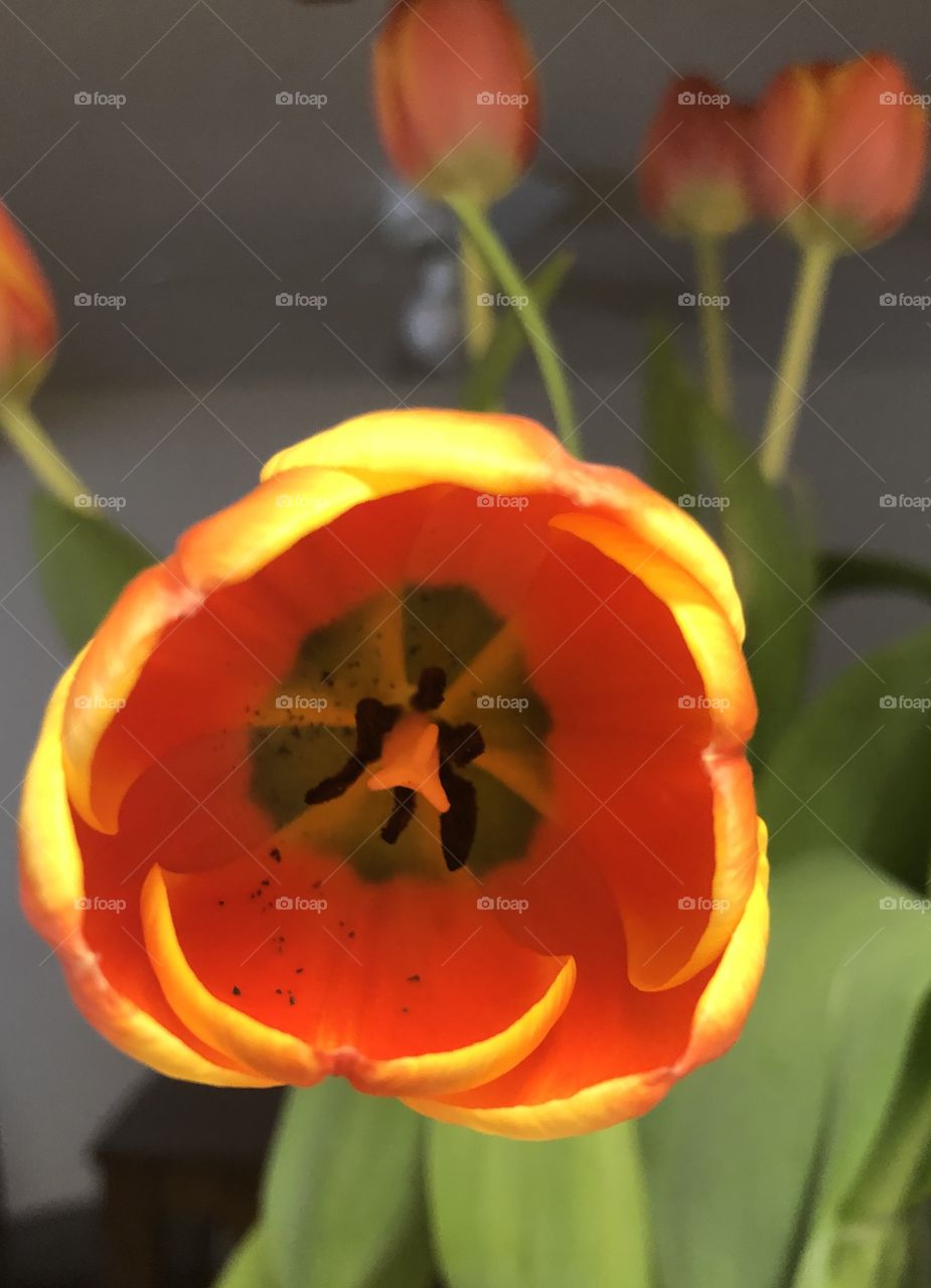 Tulips