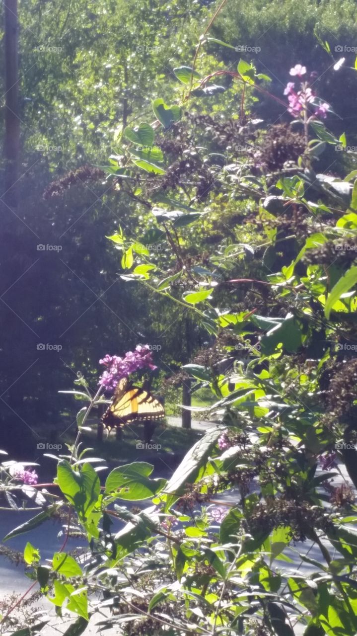 Butterfly in flowers. watching a butterfly in the flowers