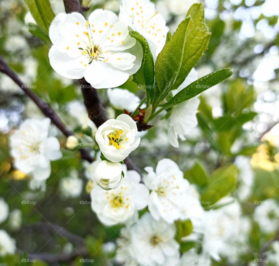 spring nature blooming tree