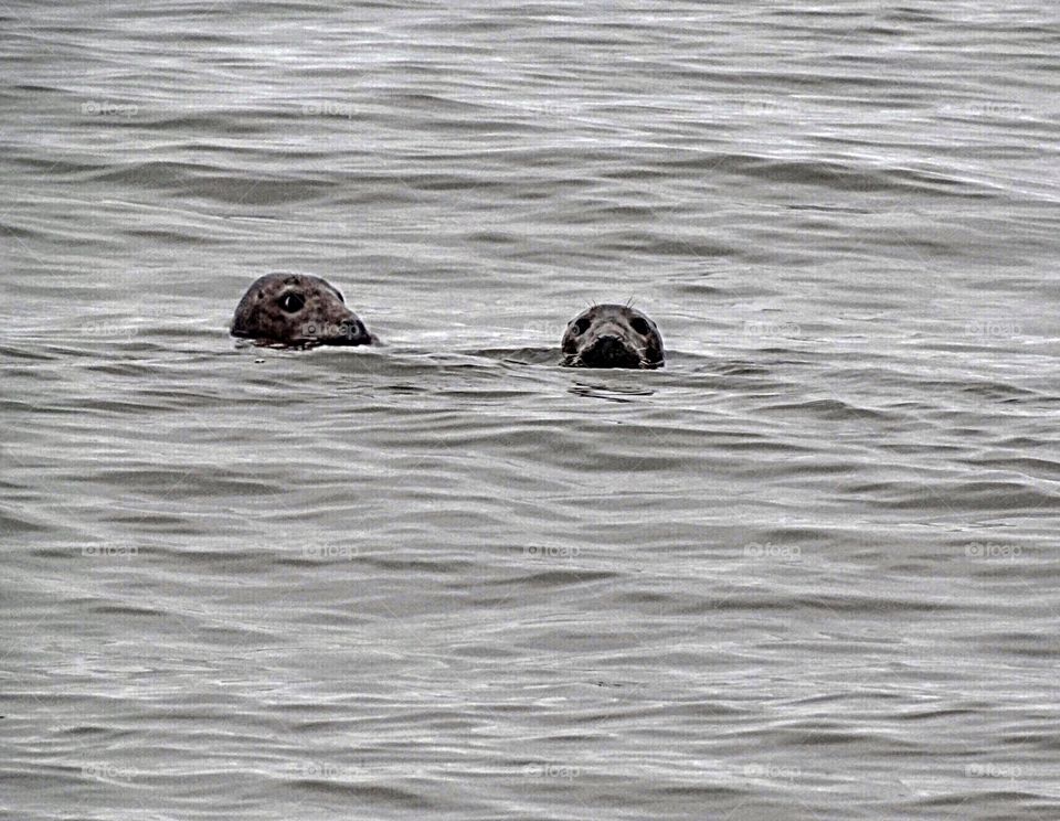 Grey Seals, off Horsey Beach, Norfolk. UK