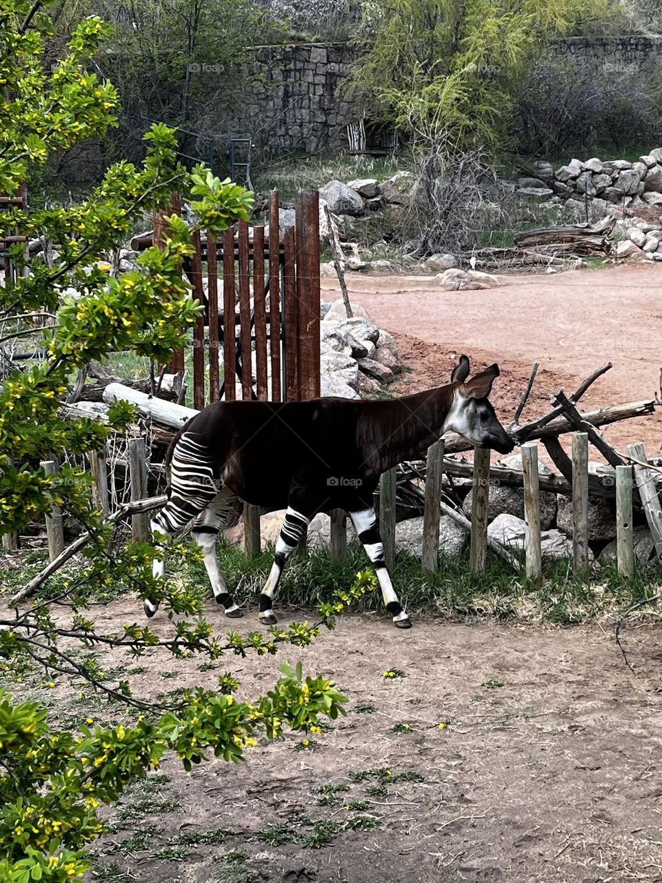 Okapi 