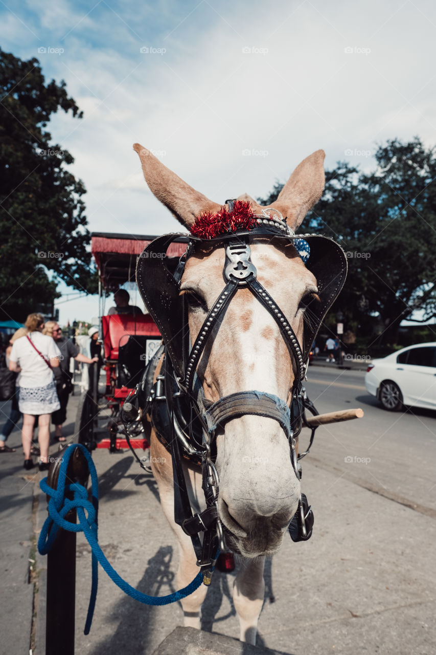 Why The Long Face?