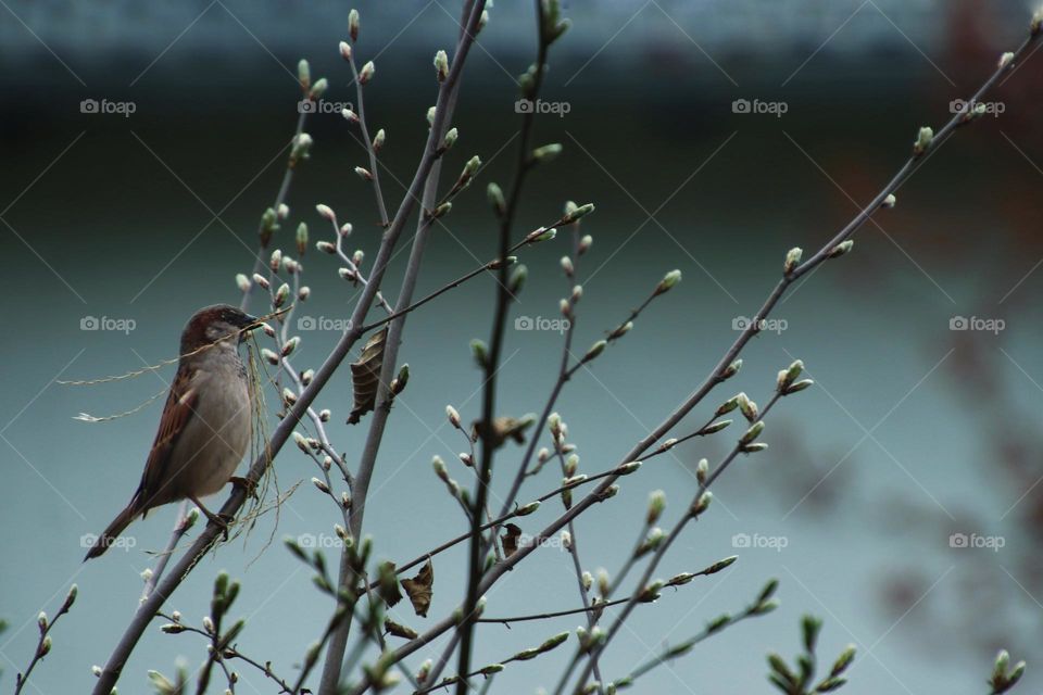 Close-up of a sparrow sitting between twigs with small twigs in its beak 
