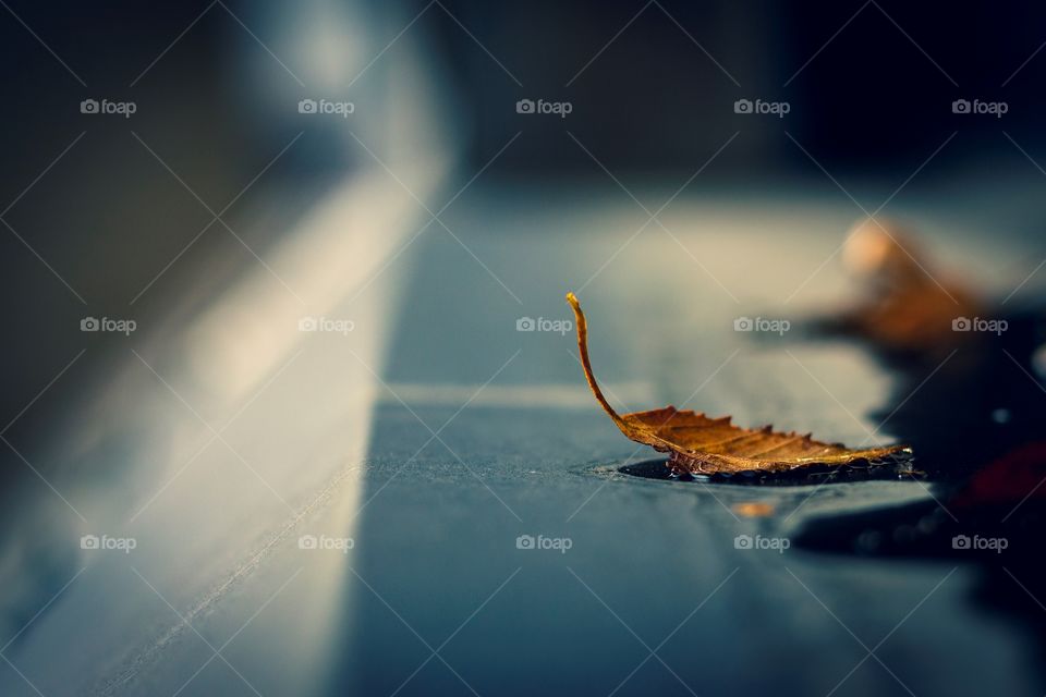 A portrait of a fallen birch fall leaf lying on a dark blue window sill during autumn season.