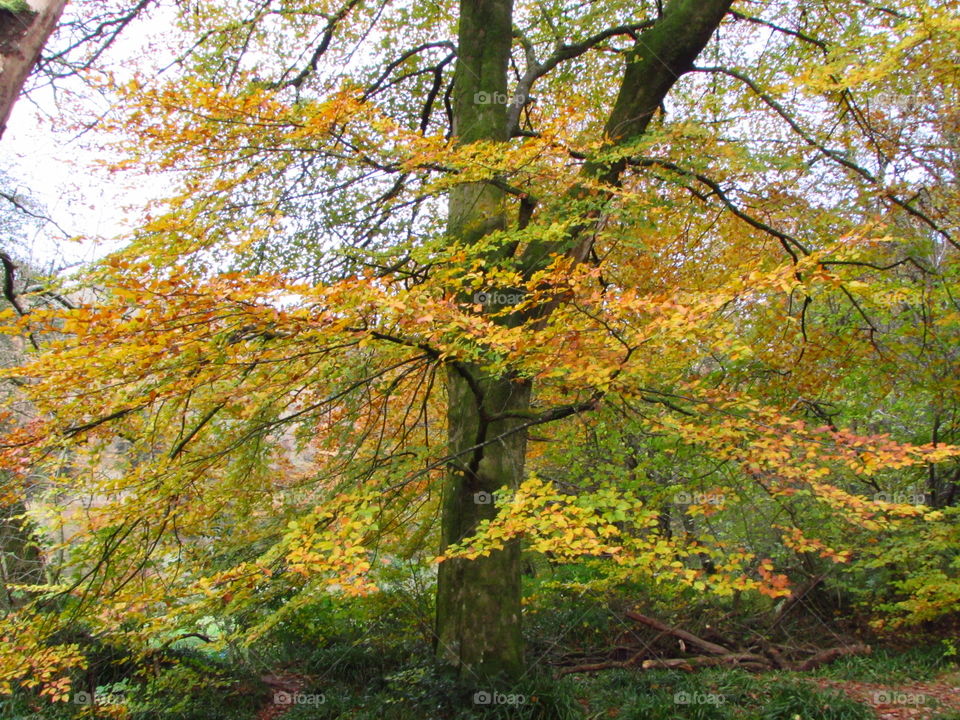 Fall, Leaf, Maple, Tree, Wood