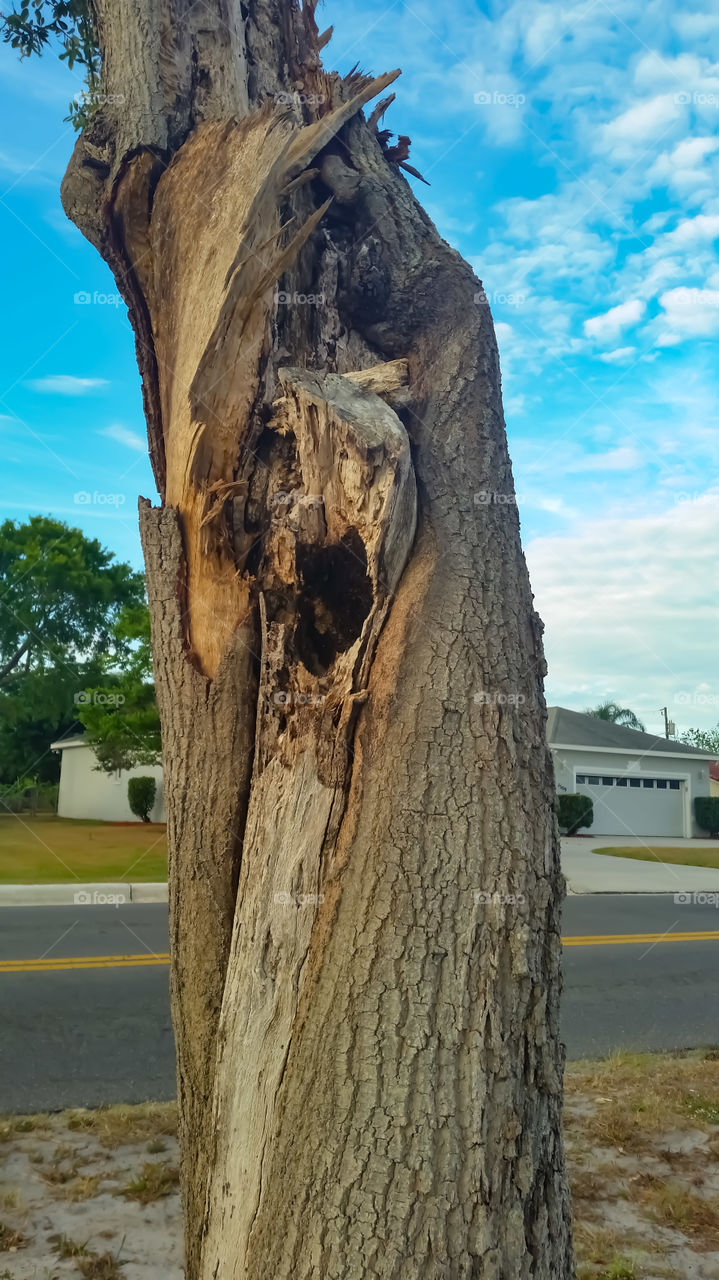 tree trunk broken and sick
