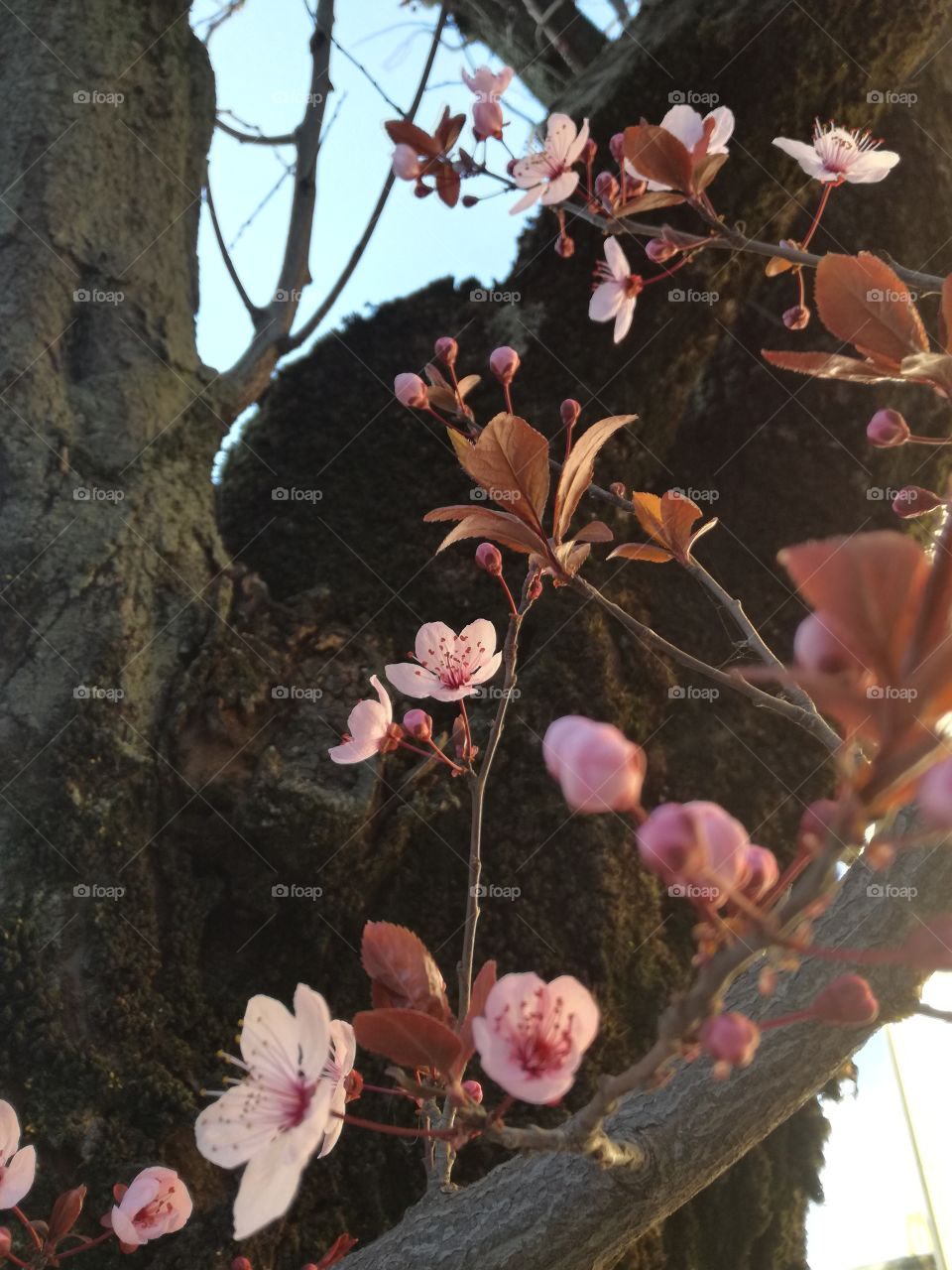 From an old branch, wonderful flowers. New life: it's spring