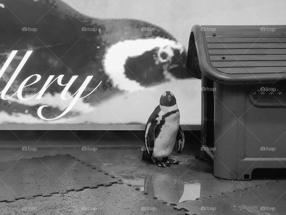 A penguin is looking at you :)