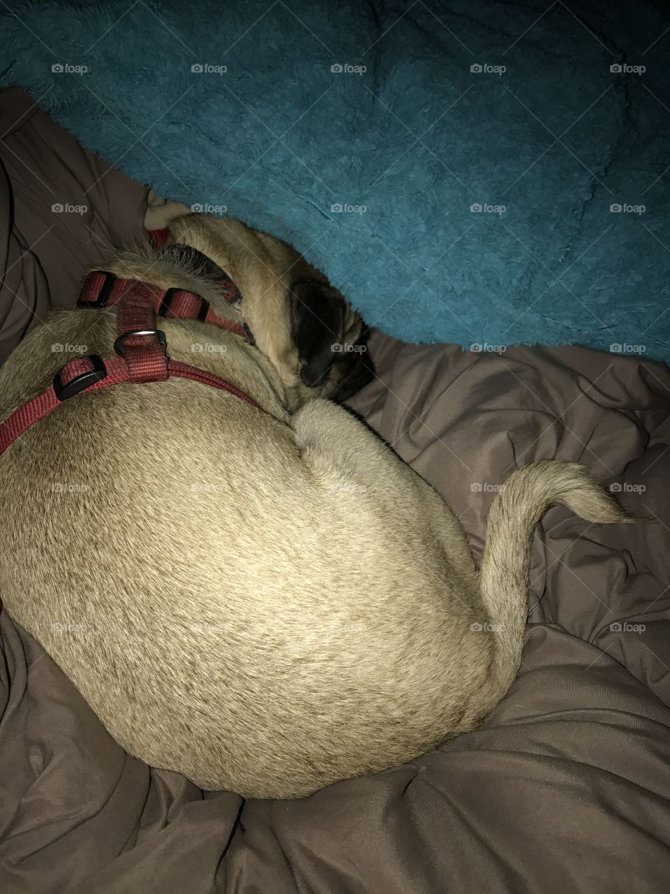 Passed out pug