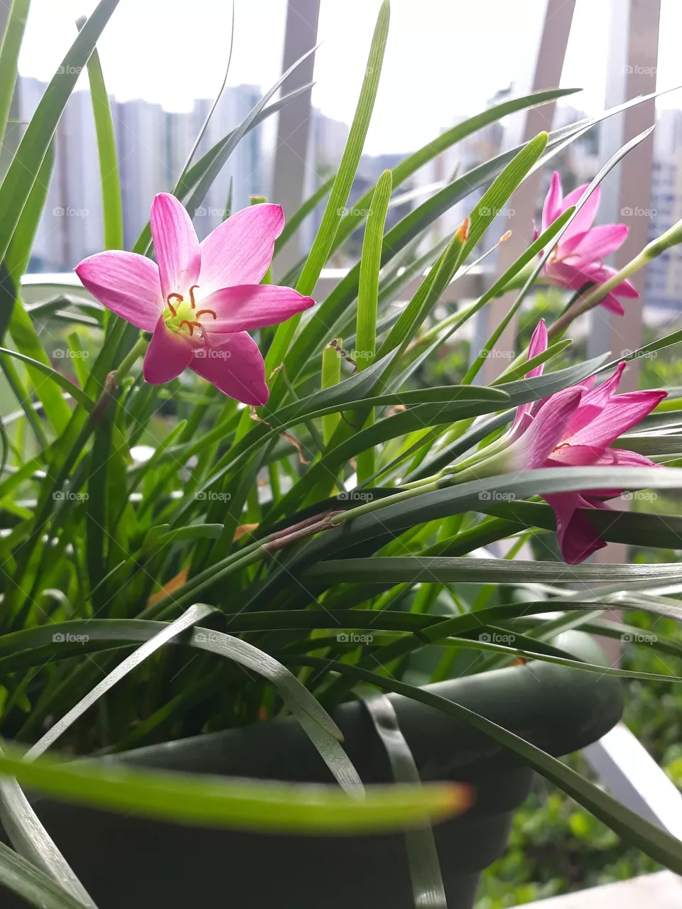 Plants.