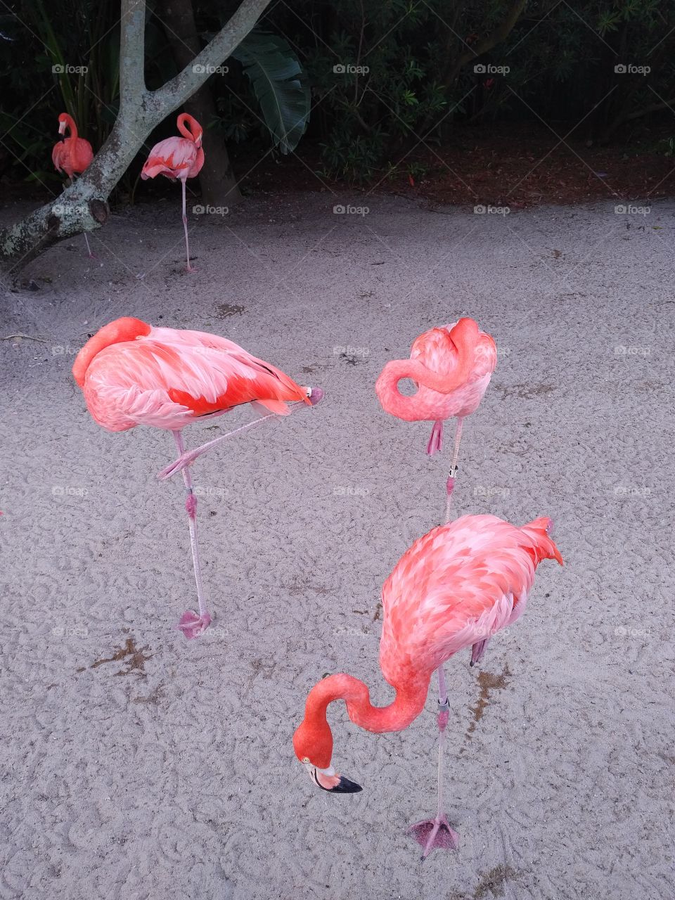 Flamingos doing what they do best