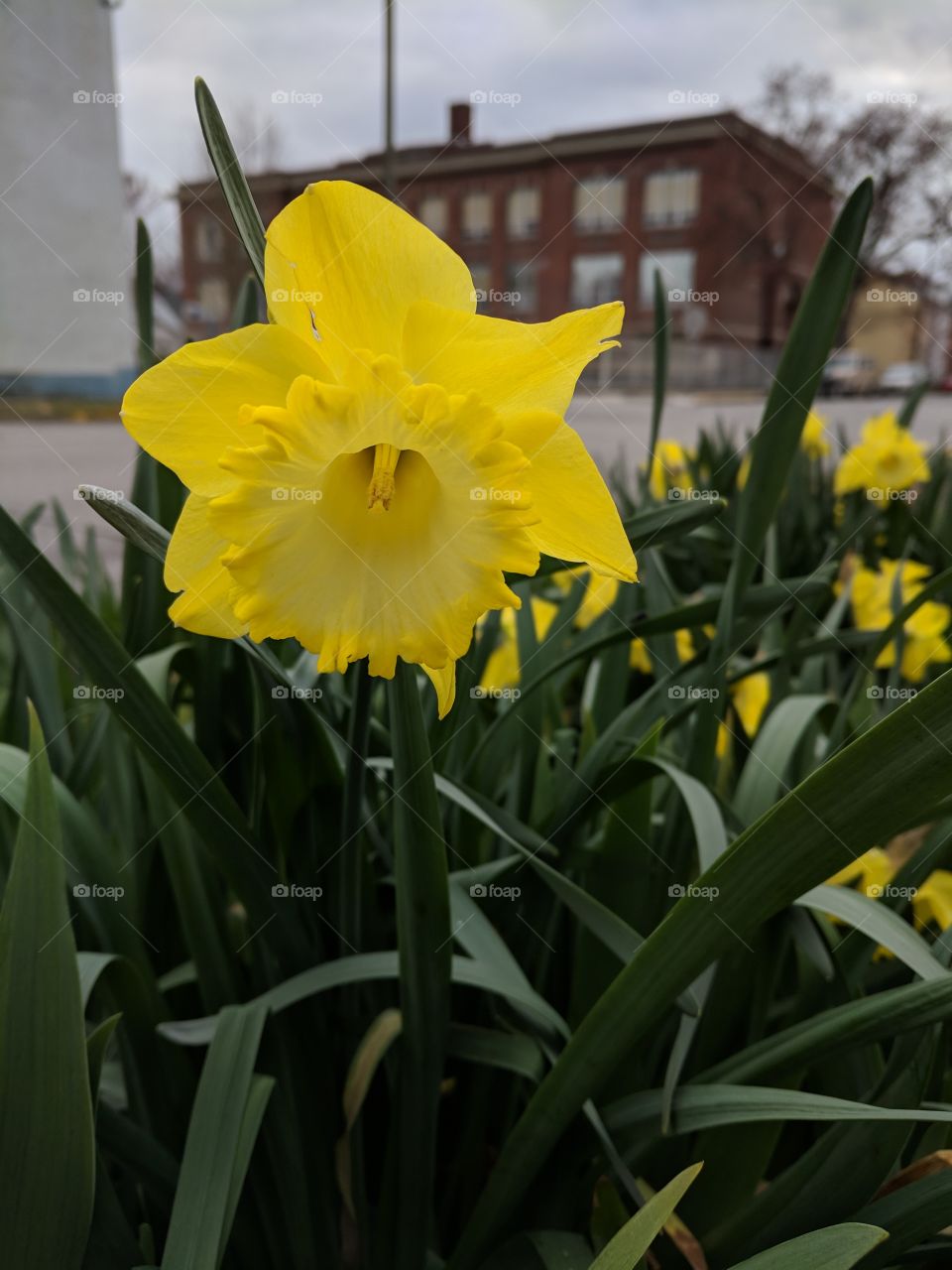daffodil