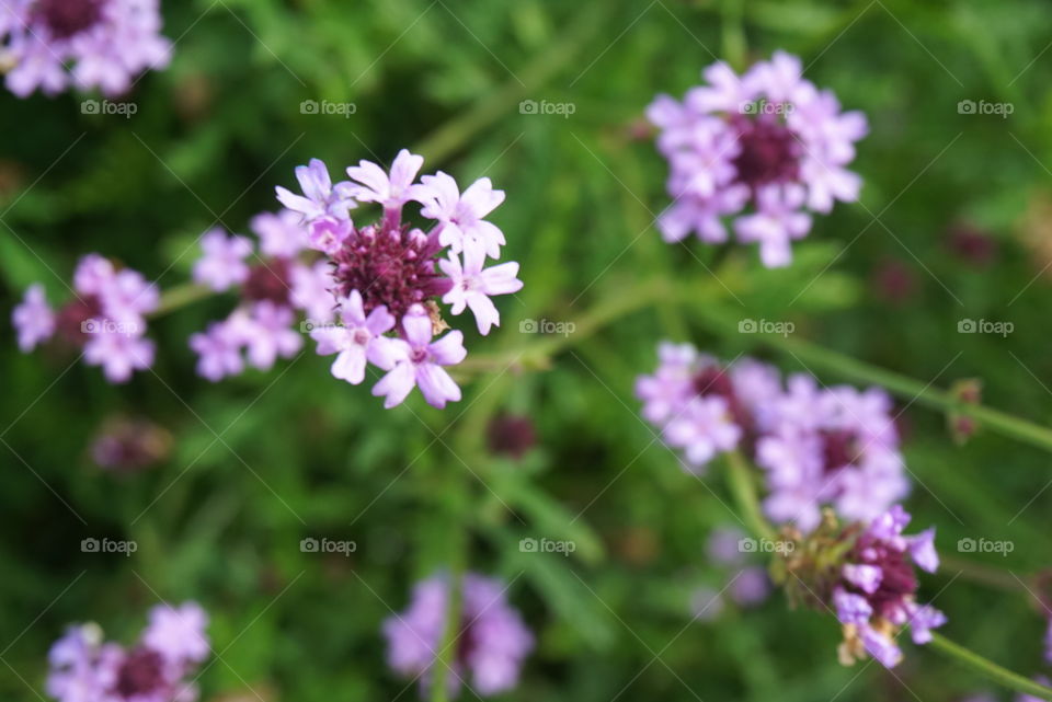 Argentinian Vervain