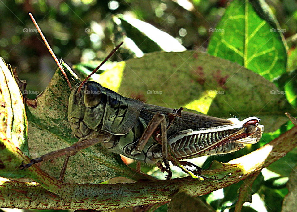 grasshopper 