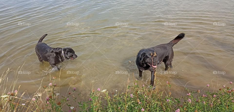 two labrador retrievers in water lake summer time, summer heat, beautiful portraits