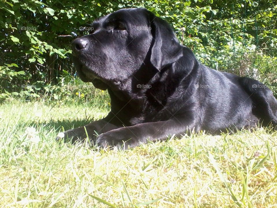 My dog. My dearly departed labrador, named Hamlet
2004/30/01-2015/07/30
Forever loved, forever missed