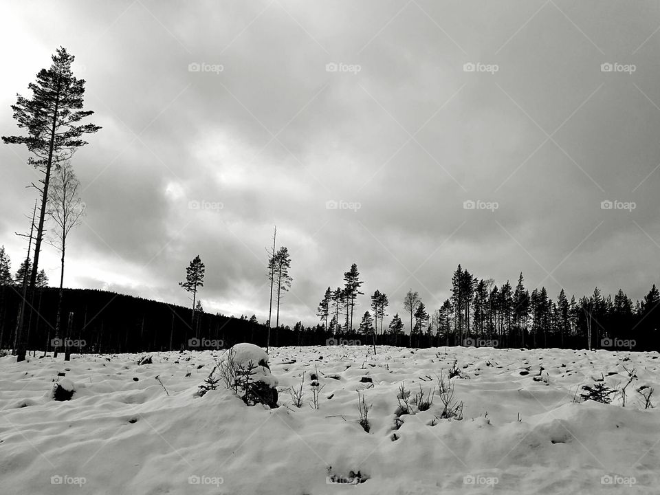 Winter landscape