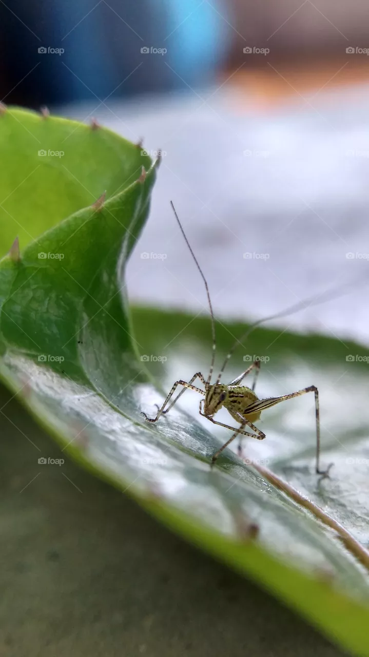 insect