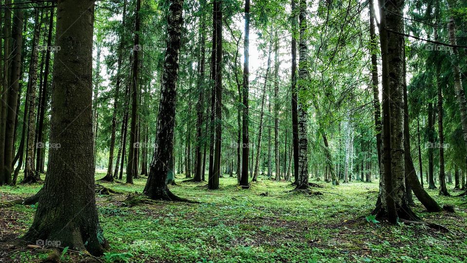 Russian forest