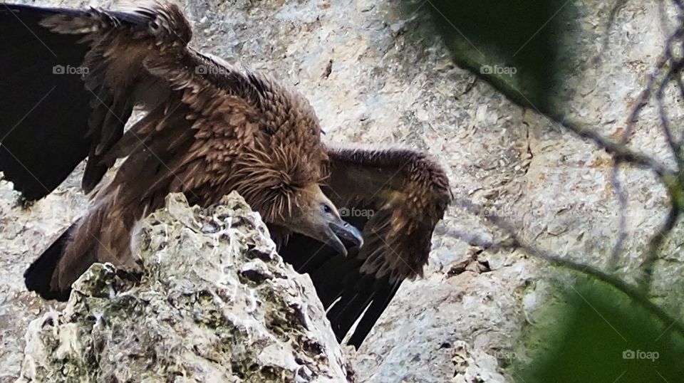 Buitre leonado 
Gyps fulvus
Griffon Vulture
