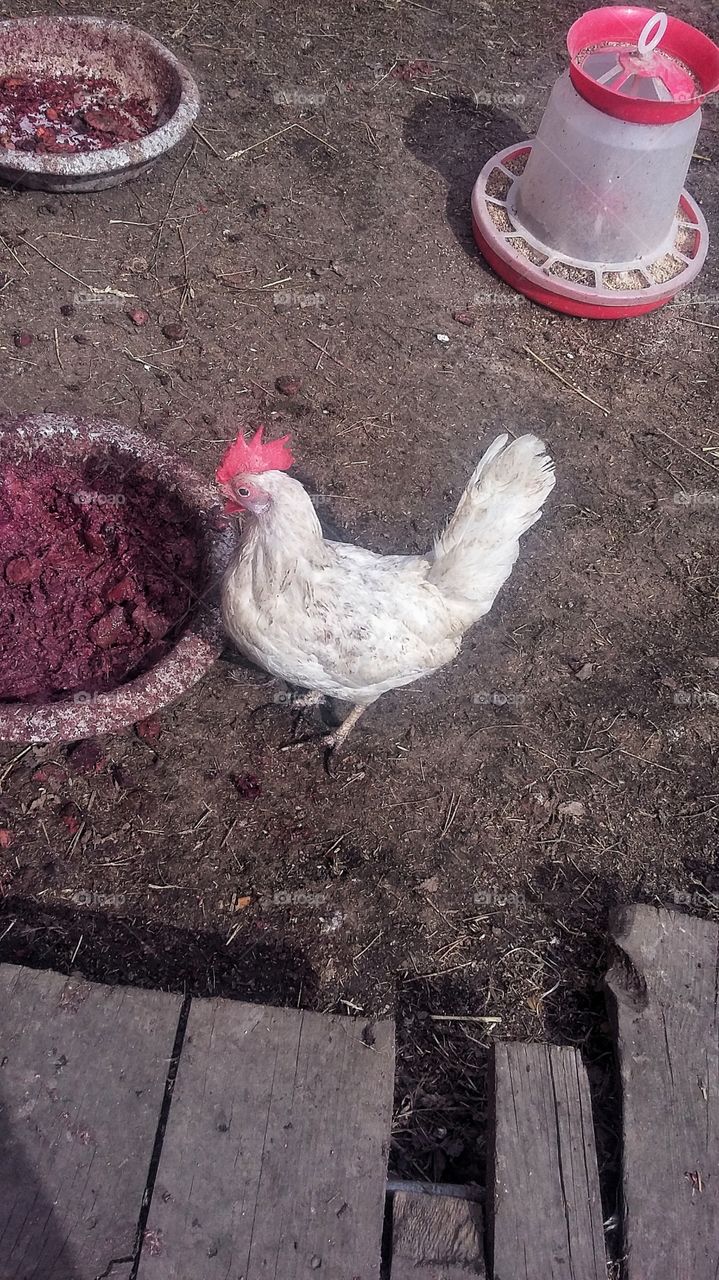 курица возле кормушки в деревенском дворе, ранней весной
