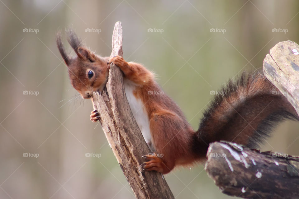 Squirrel, let's try this branch!
