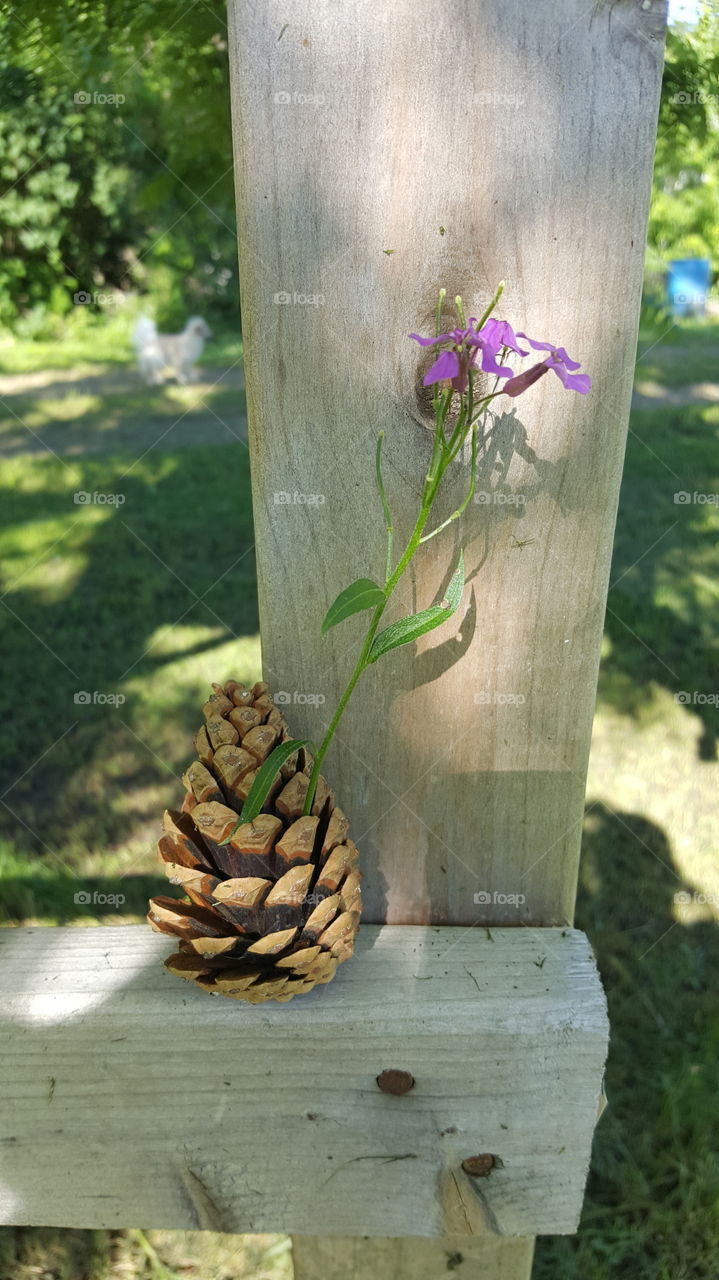 flower pine cone