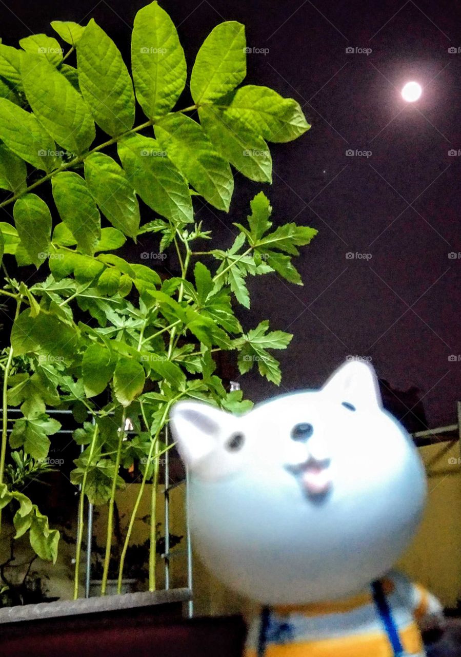 sunrises, sunsets and the moon: Tommy(toy cat) like to watch the moon.it is curious and happy.