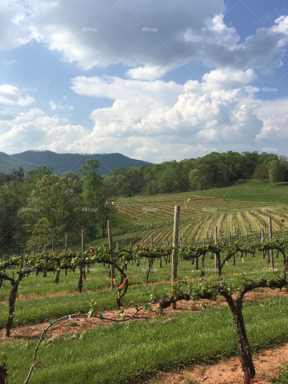North Carolina vineyard.