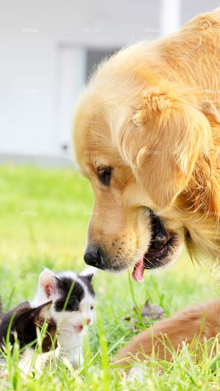 a little dog with mom