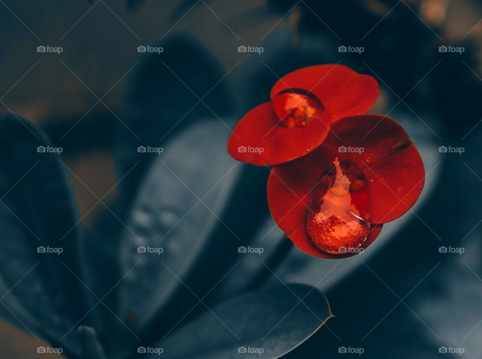 Christ thorn flower  - water drop - petals  - red 