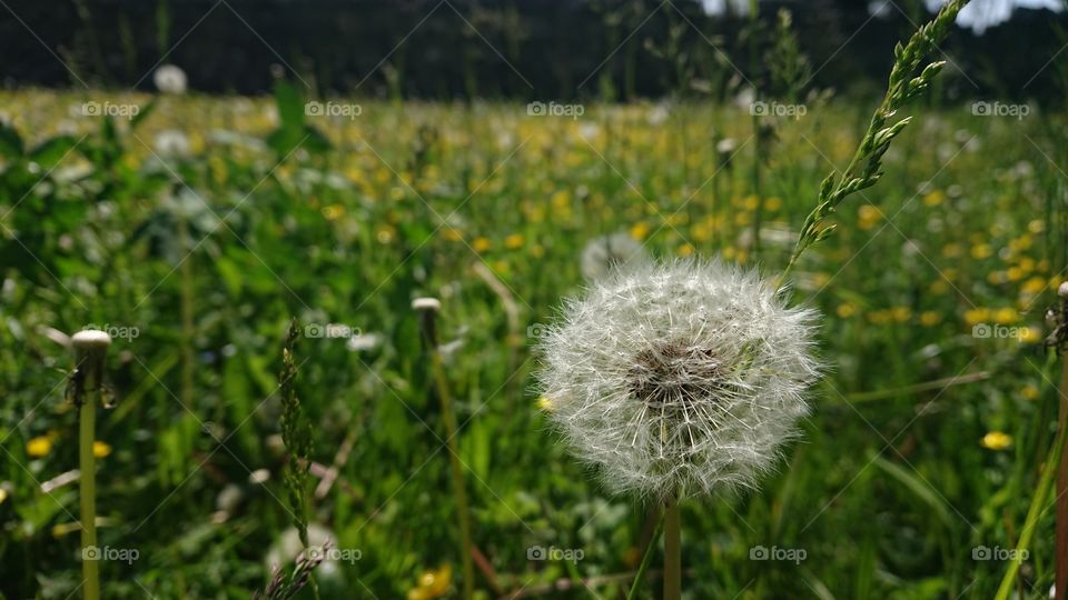 dandelion, flowers, green grass outdoors, Italian territory and places 2